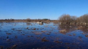 Мотор болотоход MAX Motor 18 5 лс