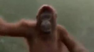 Абезяна чичичи продавала кирпичи