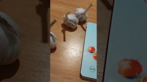 Как выбрать сорт чеснока для промышленного выращивания.# посадочный материал#чеснок#семенной чеснок