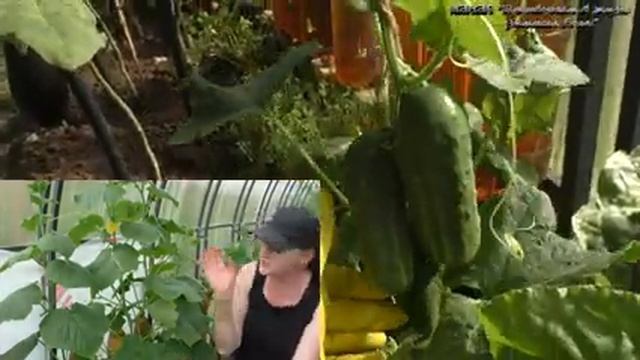 Лучший способ формировки огурцов в теплице и новая супер подвязка