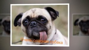 песенка про собаку