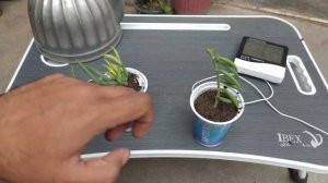 how to grow strings of banana plant from stem cuttings | senecio radicans from stem cuttings