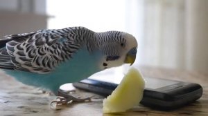 Язык тела волнистого попугая // поведение // Ириска and Кеша