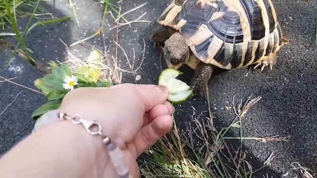 Зверьё моё/ черепахи греческая и среднеазиатская черепаха