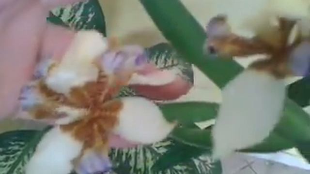 Orquidea que florece solo un dia смотреть онлайн