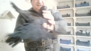 Голуби Украины в России