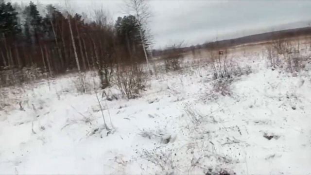 Ловля певчих птиц. Птицы Урала. Щеглы, щуры, клесты. смотреть онлайн