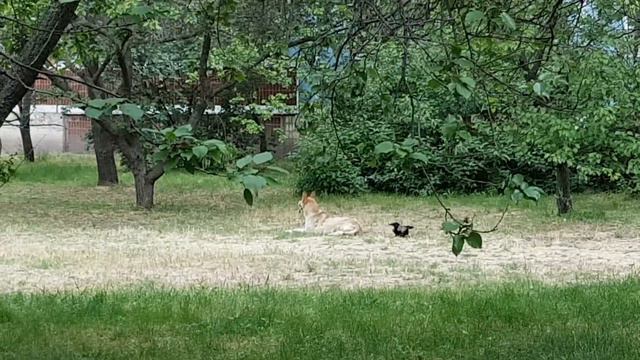Вороны нападают на собаку смотреть онлайн