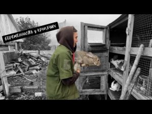 КАК ОПРЕДЕЛИТЬ БЕРЕМЕННОСТЬ КРОЛЬЧИХ/КРОЛИКОВОДСТВО ДЛЯ НАЧИНАЮЩИХ