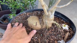 Adenium Obesum VS Arabicum - Desert Rose Comparison
