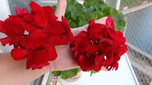 #Пеларгония Calliope Dark Red #CalliopeDarkRed #моипеларгонииост