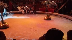 ВЕСЕЛЫЕ ОБЕЗЬЯНКИ  НА ЛОШАДКАХ!!!!!