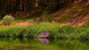 На реке Ресса