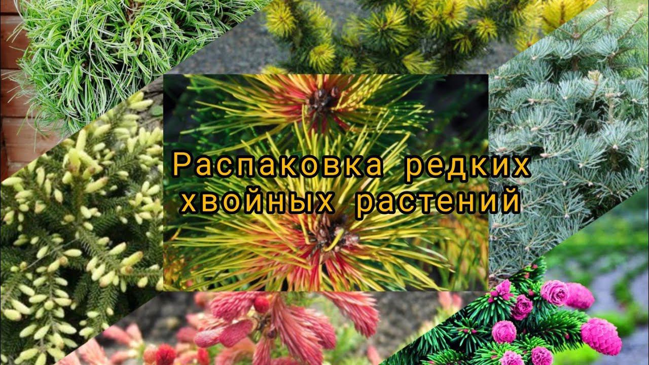 Мечтательница хвойные. Хвойник редкая желтая игла.