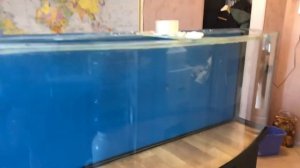 Аквариум 300 - 400 литров.