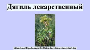 Дягиль лекарственный