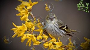 Голоса птиц Как поёт Чиж (Spinus spinus).mp4