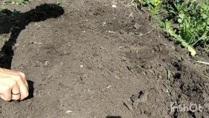 Что посадить в августе на огороде? / Что сеять в августе/ огород в августе/ посевы в августе