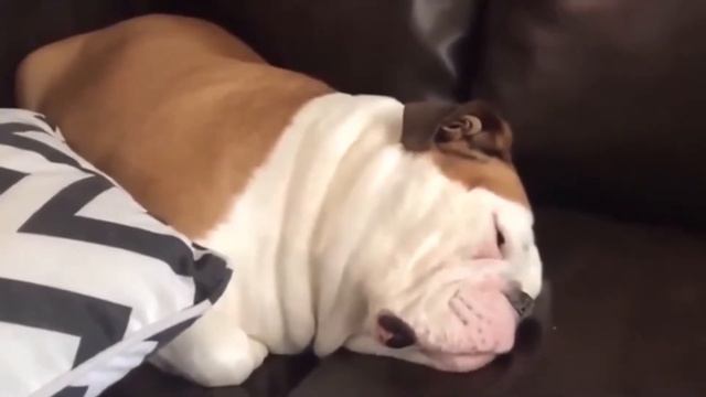 Бульдог храпит как пулемёт смотреть онлайн