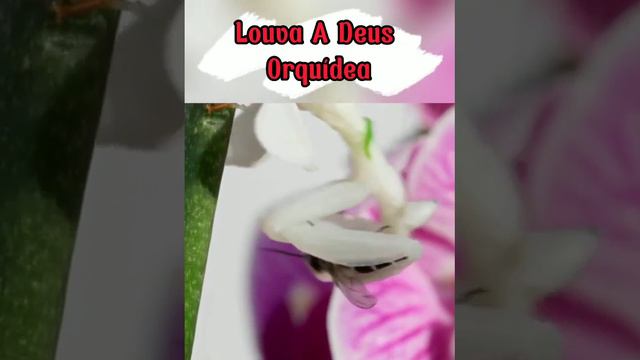 O Rei dos Disfarces (Louva A Deus Orquídea) #shortsvideo смотреть онлайн