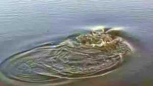 КРУПНАЯ ЩУКИ ДЕЛАЕТ СВЕЧКИ ПРИ ВЫВАЖИВАНИИ С БЕРЕГА