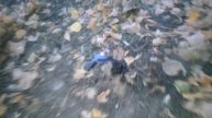 Pokemon GO ШОК.Поймал живого ZUBATA летучая мышь