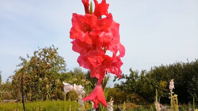 Дача родителей. Копаем картошку. 2017 год смотреть онлайн