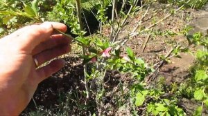 На какой год зацветают сеянцы плодовых культур.