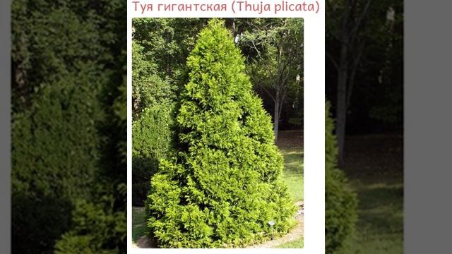 Туя гигантская Thuja plicata купить продажа