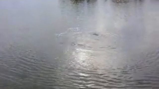 забагрил карпа :-) смотреть онлайн