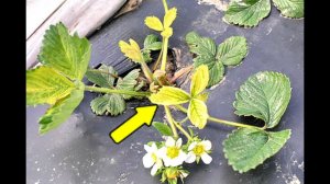 Почему рассада клубники желтеет? Как лечить? Без лишних слов!