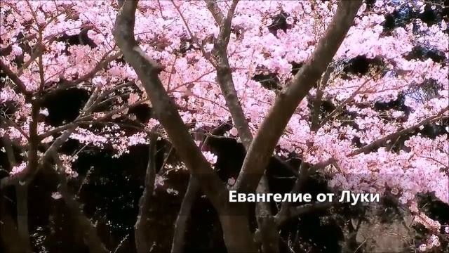 https://rutube.ru/video/f3d009fb7be289b44bcba91a4c35f7f2/