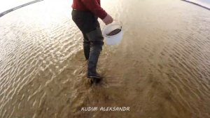 В ПОИСКАХ ЛИМАНСКОГО ЧЕРВЯ