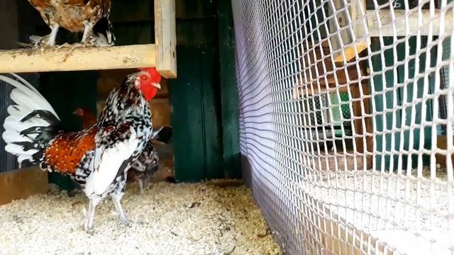 НАШИ КУРОЧКИ! БЕНТАМКА СИТЦЕВАЯ И ЛЕНИНГРАДСКАЯ. НОВОСТИ ПО ВЫХОДУ ВИДЕО? смотреть онлайн