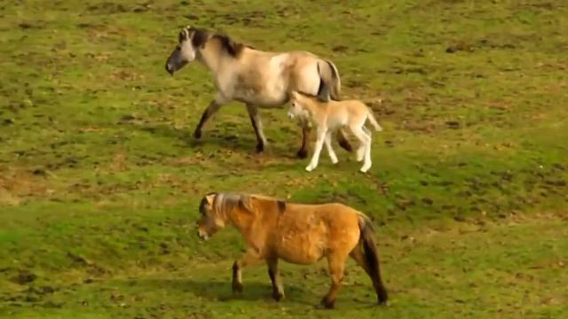 Сумна скрипка смотреть онлайн