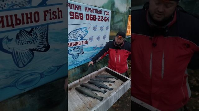 Впечатления о рыбалке 29 октября Голицыно Fish (2) смотреть онлайн