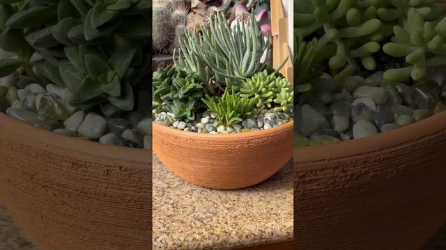 Which succulents can be indoors? Shades of green and lush plants including Crassulas! 💚🍃🌿🌼