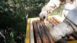 Средне-Русская пчела нашей селекции