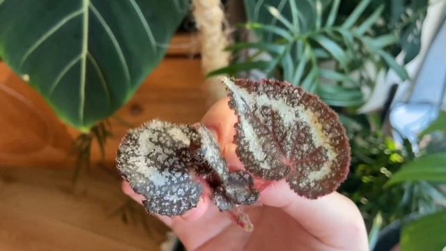 [РАСПАКОВКА] Бегония Пиктурата (B. Picturata) смотреть онлайн