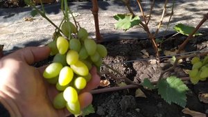 Мускат Гурманный, Минор, Вкусняшка, Мускат Хрустинка, Белая Акация, Олимп, Белое Облако !!!