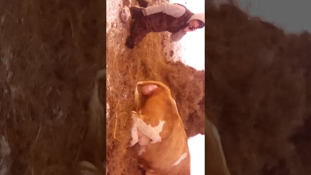 Принемаем роды у коровы2 смотреть онлайн
