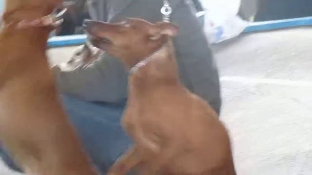 Минские пинчеры перед рингом.