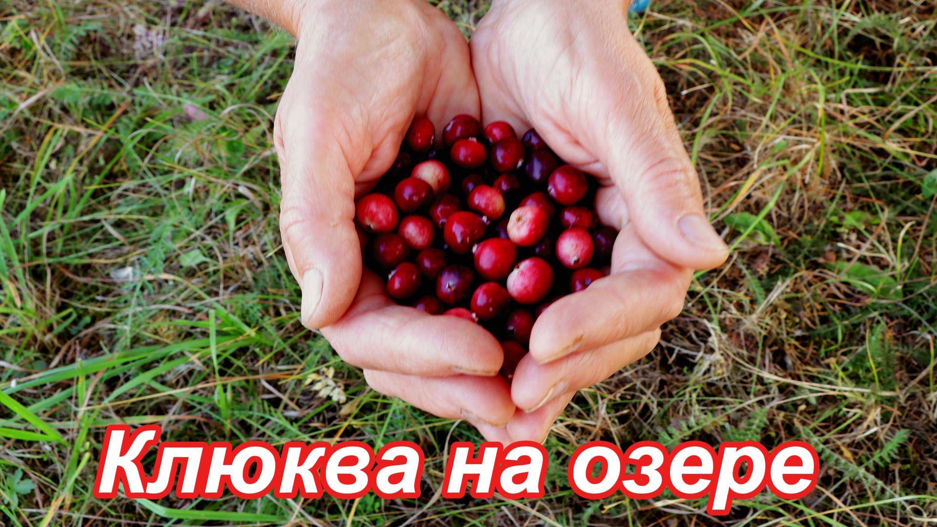 Собирала клюкву на лесном озере. Медведя не встретила :-)