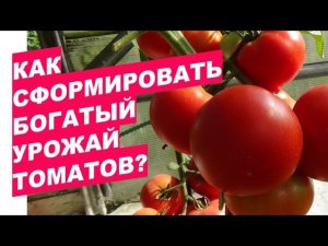 Как сформировать богатый урожай томатов? How to create a rich harvest of tomatoes