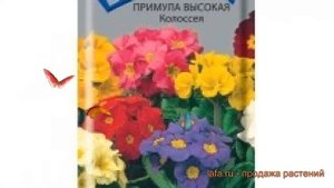 Примула высокая Колоссея (kolosseya) ? примула Колоссея обзор: как сажать семена примулы Колоссея