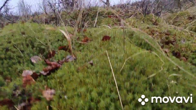 ВЕСЕННЯЯ охота#НА ЯМАЛЕ смотреть онлайн