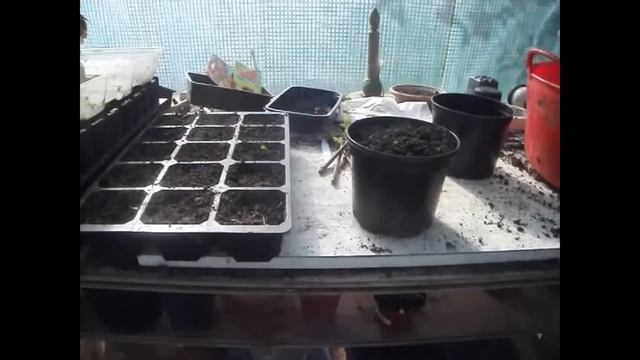 How to Propagate Forsythia from Softwood Cuttings смотреть онлайн