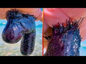 Если Увидите Это на Море, Сразу же Убегайте!