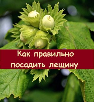 Как правильно посадить лещину, как готовить посадочную яму и какая нужна земля