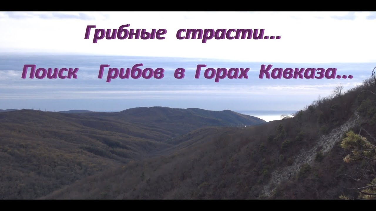 Грибные Страсти! Поиск Грибов в Горах Кавказа. смотреть онлайн